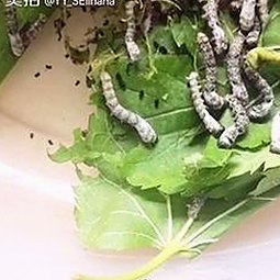 已满十八岁电视剧完整版官方版下载免费版：最新资源与现状分析