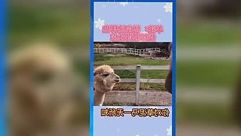 黄视频免费版：最新资源推荐与使用指南