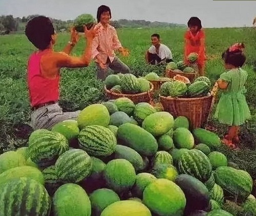 樱花视频免费版：免费在线观看高清内容的最新途径