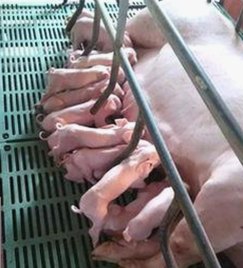 深入解析：91禁🍆🍑🔞❌❌❌看片17cco官方版免费版的最新动态与应用