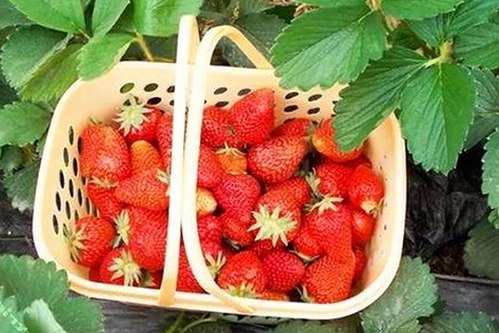 最新91香蕉视频安装包下载：畅享高清影视体验
