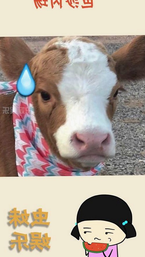 高清🈚码🔞❌♋毛片最新动态：内容丰富，满足多样需求