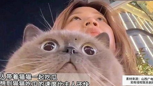 最新动态：茄子视频官方版在内容平台中的应用现状