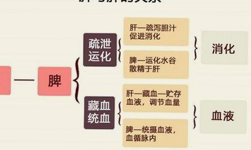 麻豆视频在线播放官方版：最新版本介绍与观看指南