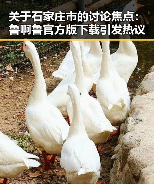 关于石家庄市的讨论焦点：鲁啊鲁官方版下载引发热议