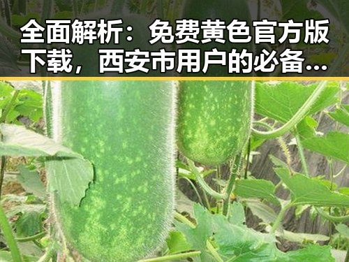 全面解析：免费黄色官方版下载，西安市用户的必备指南