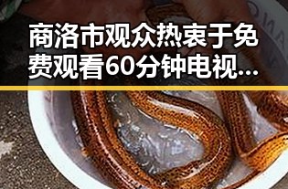 商洛市观众热衷于免费观看60分钟电视剧中国版免费版的最新动态