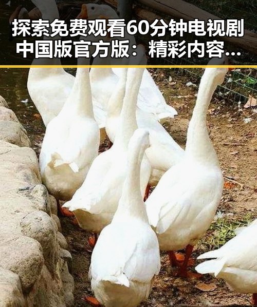 探索 免费观看60分钟电视剧中国版官方版：精彩内容一览