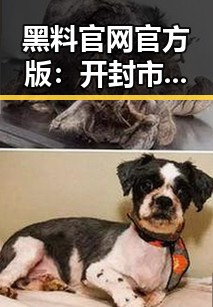 黑料 官网官方版：开封市最新动态与行业发展