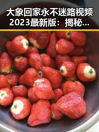 大象回家永不迷路视频2023最新版：揭秘益阳市的感人故事