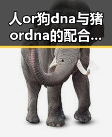 人or狗dna与猪ordna的配合与防治官方版:详细解析
